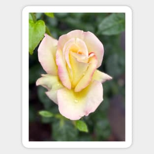Rose in Spring Sticker